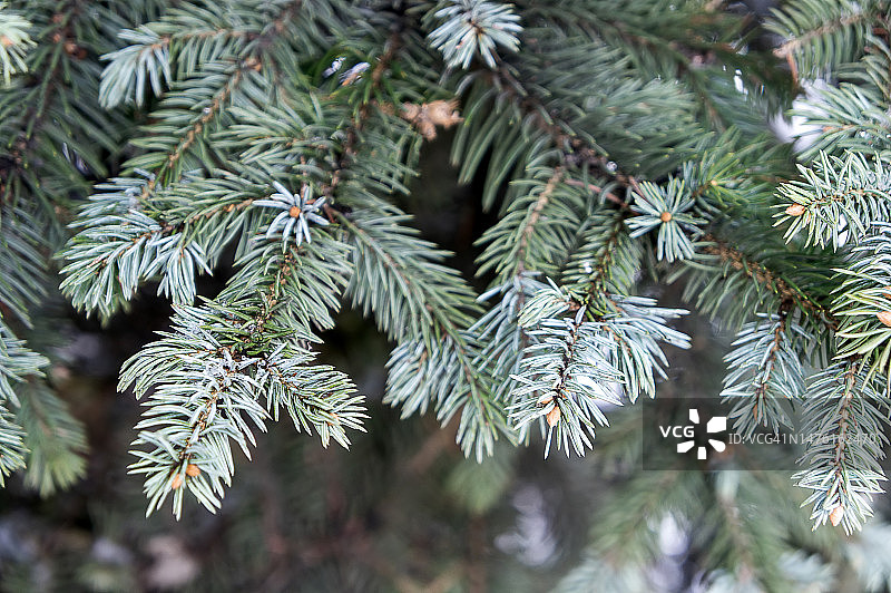 初冬的云杉树枝。圣诞树。图片素材
