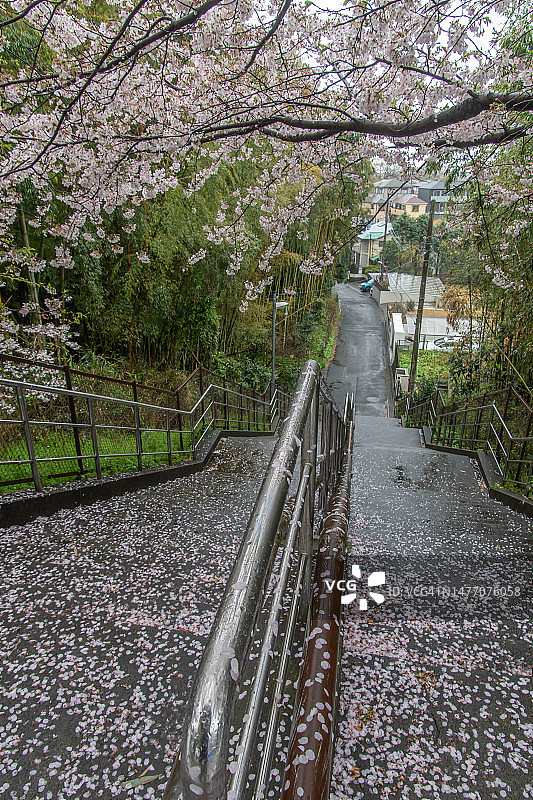 日本镰仓市台阶上的樱花图片素材