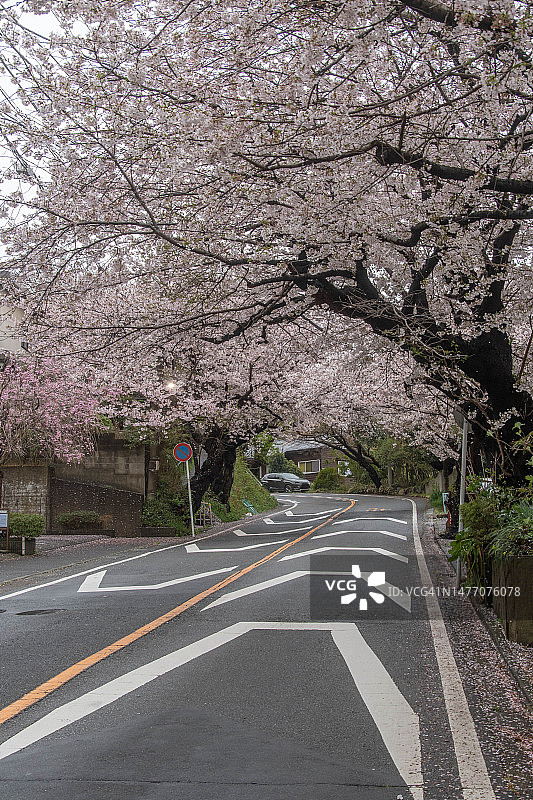日本镰仓市高架路上的樱花图片素材