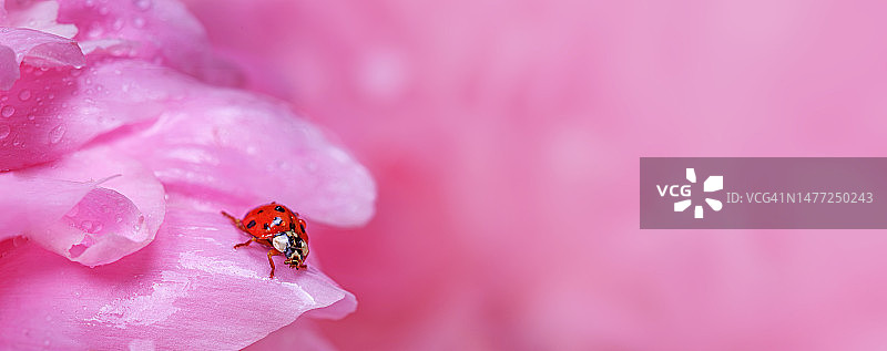 精致的粉红色牡丹花和花瓣瓢虫，选择性聚焦特写。浪漫的横幅与免费复制的文本空间图片素材
