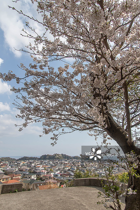 日本镰仓市海边山上的樱花图片素材