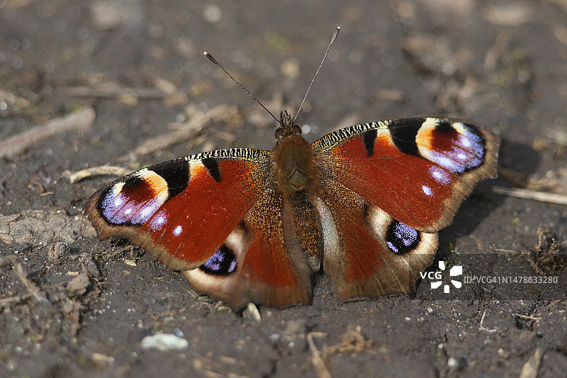 一只孔雀蝶，刚从冬眠中出来，在泥泞的小路上享受着春天的阳光。图片素材