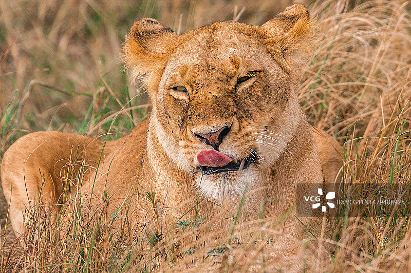 狮子野生动物在马赛马拉国家保护区，马赛马拉国家保护区，肯尼亚图片素材