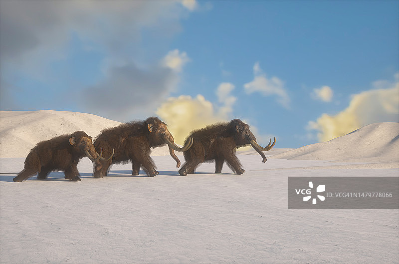 猛犸象在冬季和雪的背景，一群猛犸象渲染3d图片素材