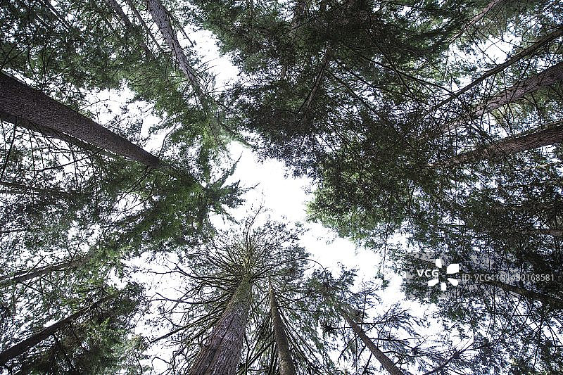 罗马尼亚森林中的树木的低角度视图图片素材