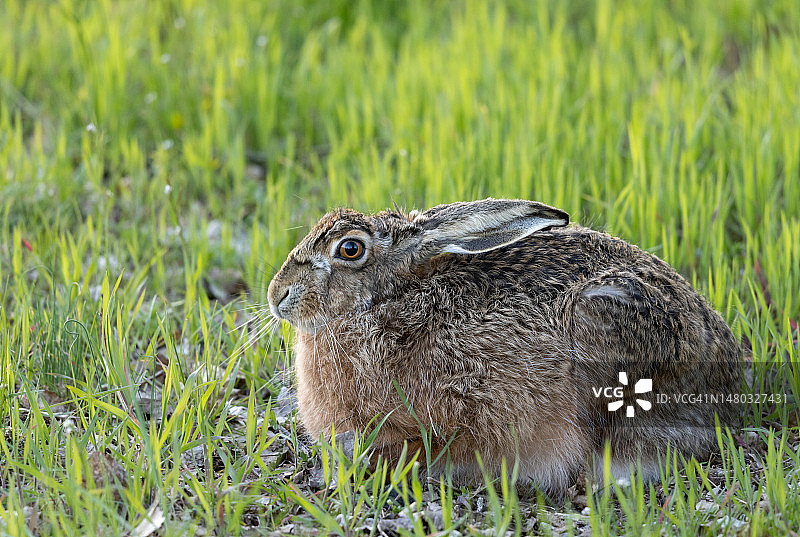 欧洲野兔（欧洲野兔）图片素材