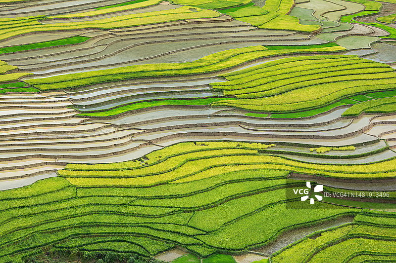 最美丽的水稻梯田在Tule，木仓柴，越南图片素材