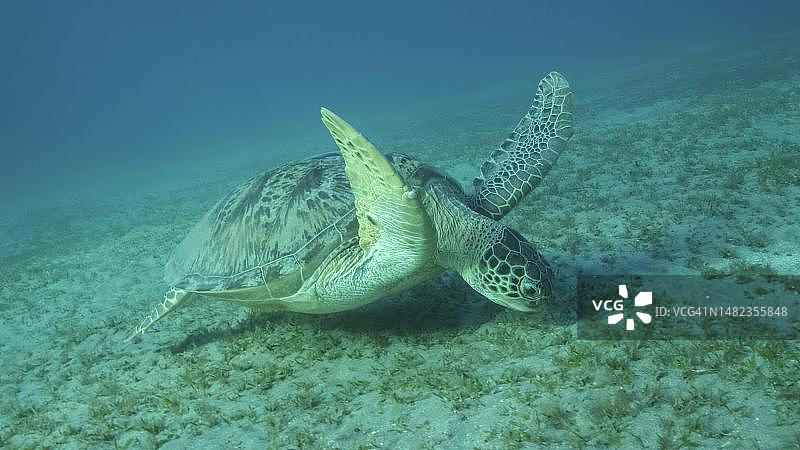绿海龟在海底吃着绿色的海草。绿海龟(Chelonia mydas)水下拍摄，红海，埃及图片素材