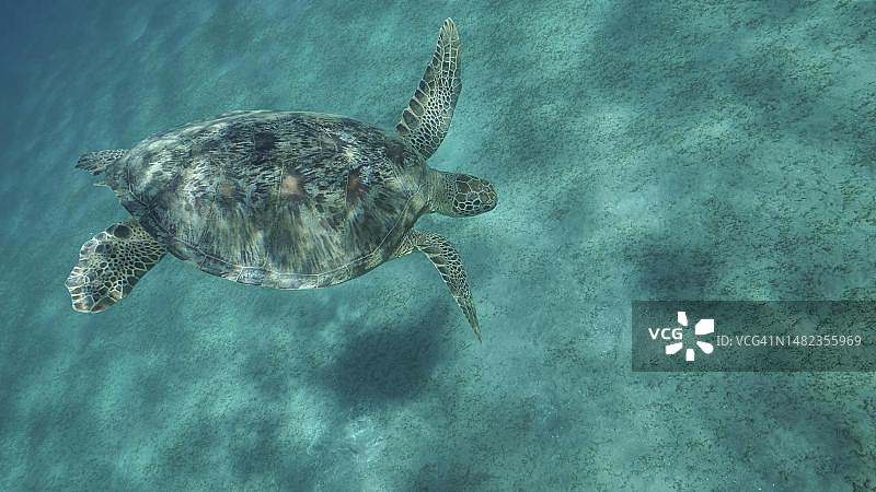 海龟潜入覆盖着绿色海草的沙质海底深处。绿海龟(Chelonia mydas)特写，水下拍摄。红海，埃及图片素材