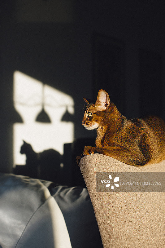 阿比西尼亚猫在客厅休息图片素材