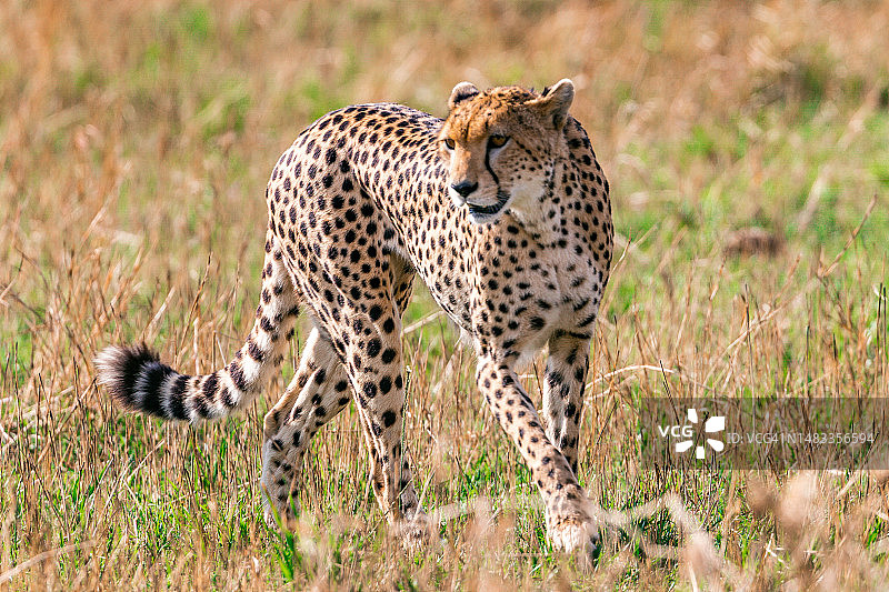 马赛马拉国家保护区的猎豹图片素材