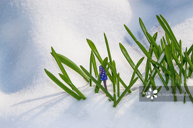罗马尼亚图尔达早春森林里的雪中生长的风信子花图片素材