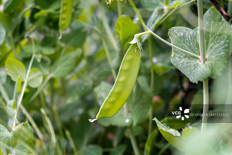 花园里一棵豌豆上的鲜绿色豌豆荚。图片素材