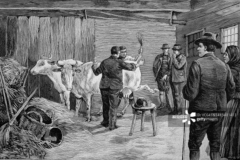 1860年，奥地利施蒂里亚的牛棚，正在给奶牛接种疫苗。这是一幅19世纪原画的数字修复复制品图片素材