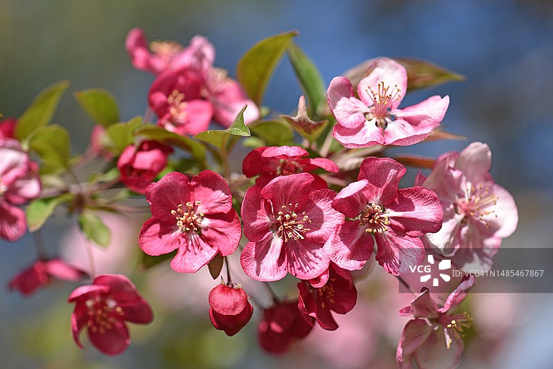 粉色樱花的特写，法国图片素材