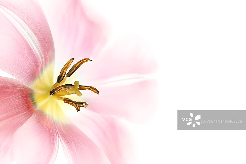 罗马尼亚，白色背景下的粉色花朵特写图片素材