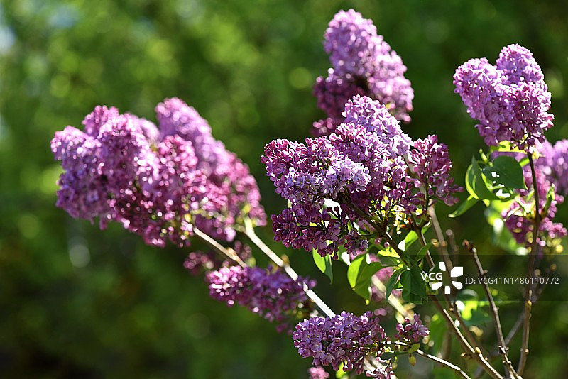 紫色开花植物特写，法国图片素材