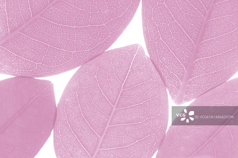 粉红色的叶子并排在白色的背景上图片素材