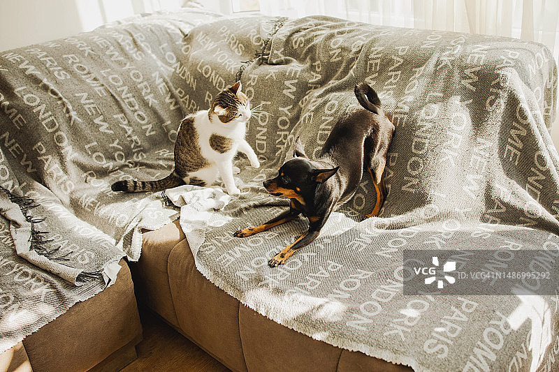 宠物狗和猫在凌乱的沙发上玩耍图片素材