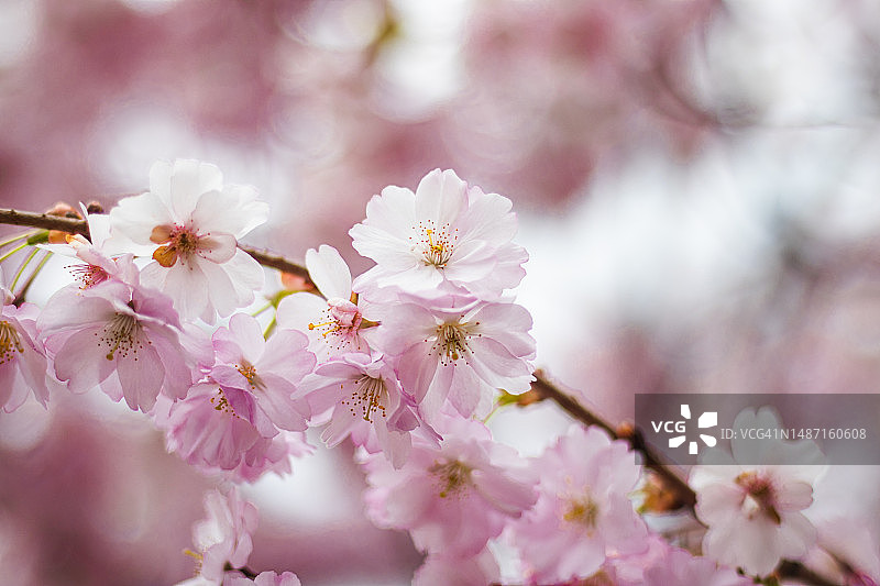 日本樱花盛开的樱花。背景模糊，波兰华沙图片素材