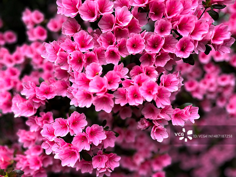 美丽的蔓延的热粉红色杜鹃花丛在春天的季节图片素材
