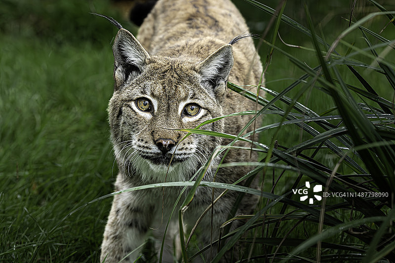 山猫在草地上的特写肖像，英国阿什福德斯Smarden图片素材