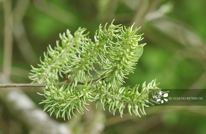 山羊柳(Salix caprea)在春天的花朵。图片素材