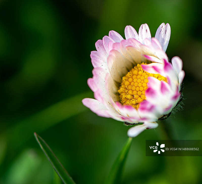 乌克兰利沃夫粉色花朵的特写图片素材