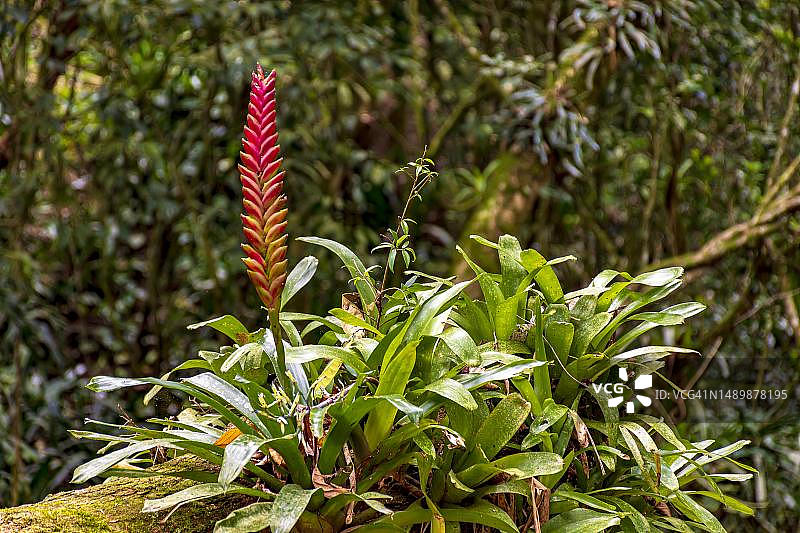 巴西热带雨林的凤梨树树干，红色的花朵，它的自然栖息地在巴西圣保罗的伊尔哈贝拉岛图片素材