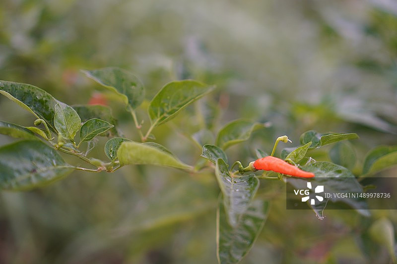 绿色红色的泰国辣椒，盛开在花园里的自然背景，辣椒图片素材