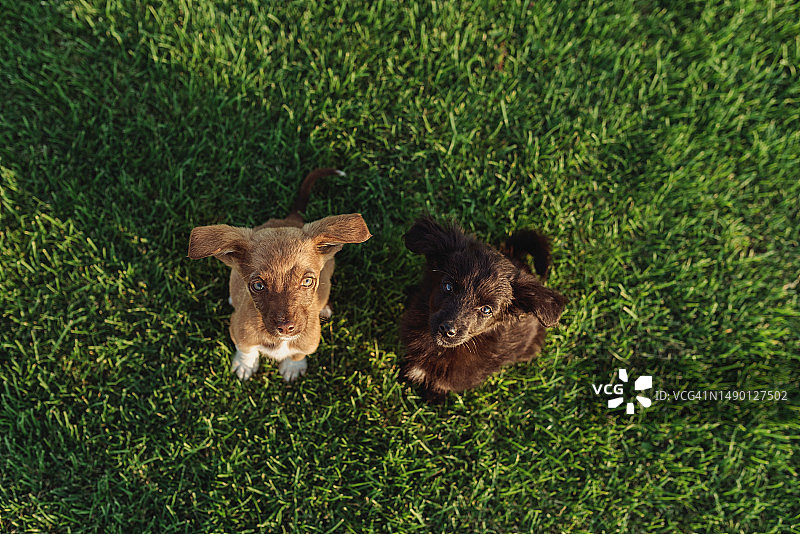 两只可爱的小狗坐在绿色的草坪上抬头看图片素材