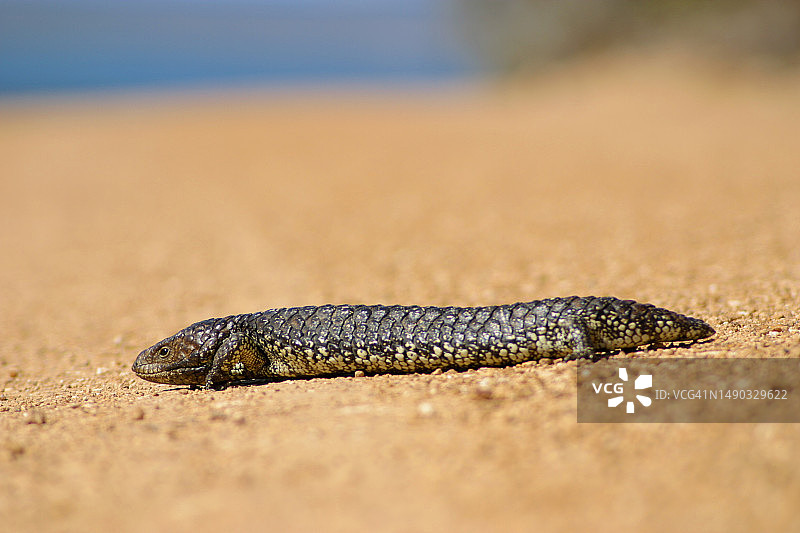 Sleepy Lizard crossing road. Eyre Peninsula. South Australia.图片素材