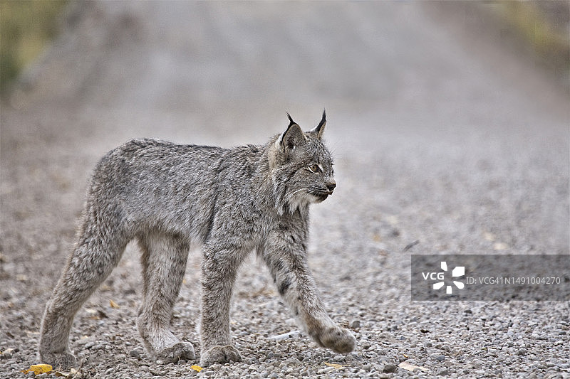 猫在路上行走的侧视图，罗马尼亚图片素材
