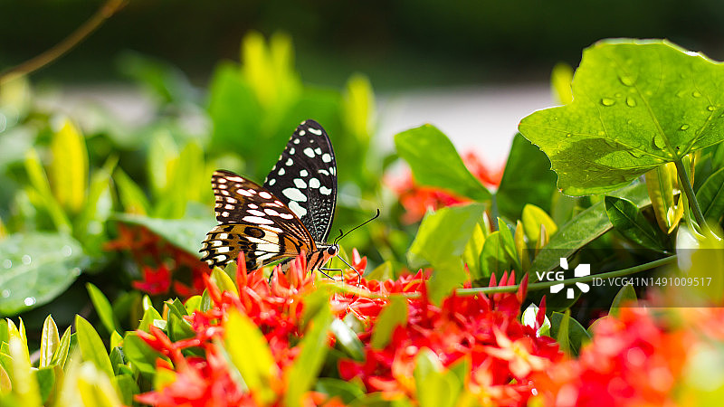 红色花钉蝴蝶，产自罗马尼亚图片素材