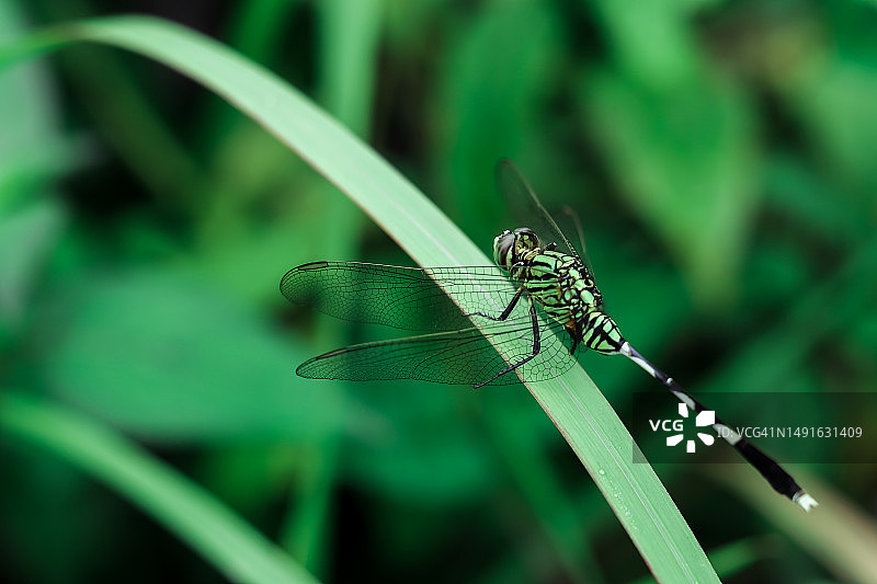 绿色的蜻蜓在植物上图片素材