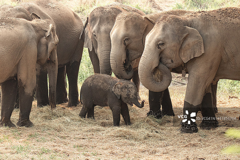 野生动物狩猎群中的亚洲小象图片素材