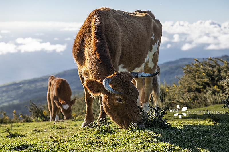 两头牛在山上吃草，葡萄牙图片素材