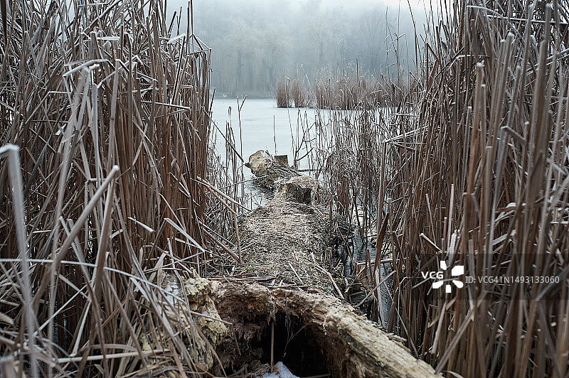 冬天，水边的芦苇被冻住了;多云的天气里，雾气覆盖着霜冻图片素材