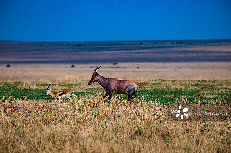 托皮羚羊野生动物荒野草原稀树草原大裂谷在马赛马拉国家，肯尼亚图片素材