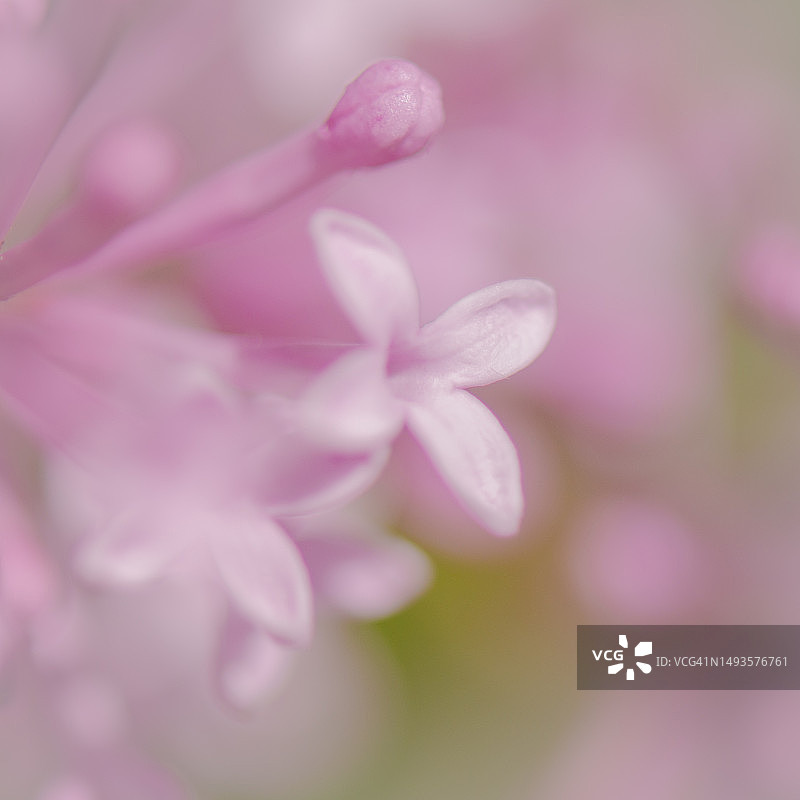 散焦微小的淡紫色花丁香灌木图片素材