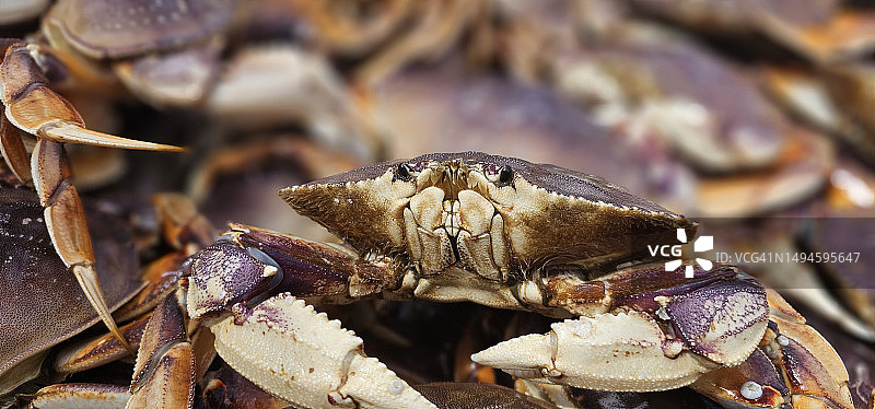 沙子上的螃蟹特写，美国俄勒冈州加里波第图片素材