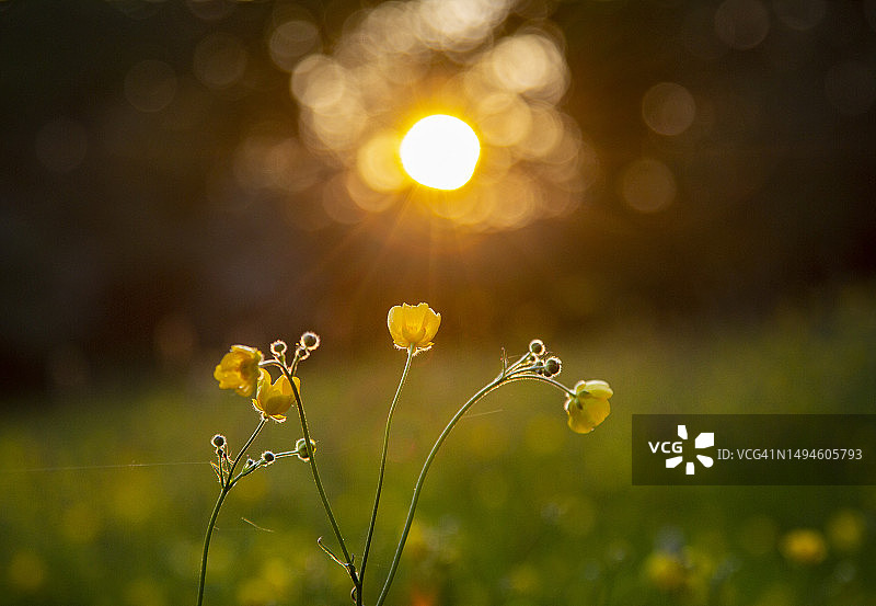 田野上黄色开花植物的特写，约克，英国图片素材