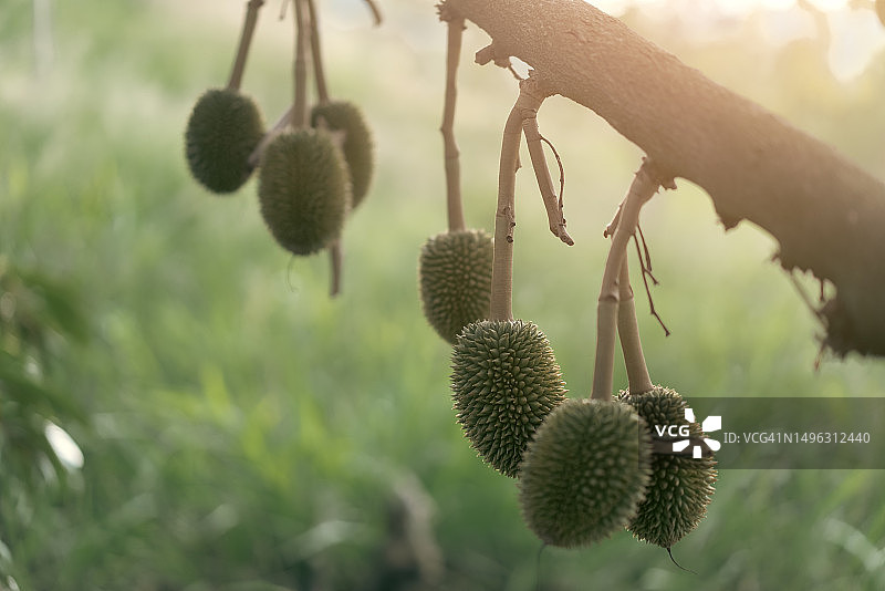 小榴莲果实挂在农场的榴莲树枝下，榴莲是水果之王，在东南亚非常有名图片素材