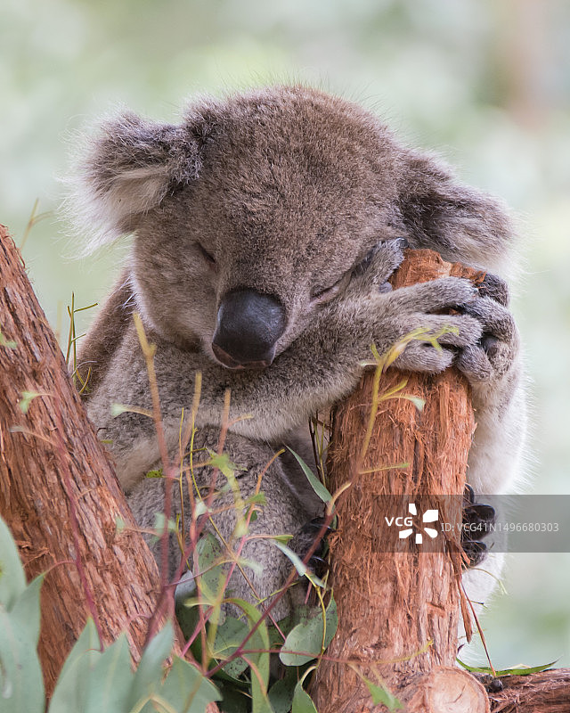考拉在树上的特写，墨尔本，澳大利亚图片素材