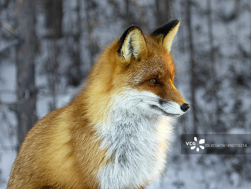 俄罗斯，红狐看向别处的特写图片素材