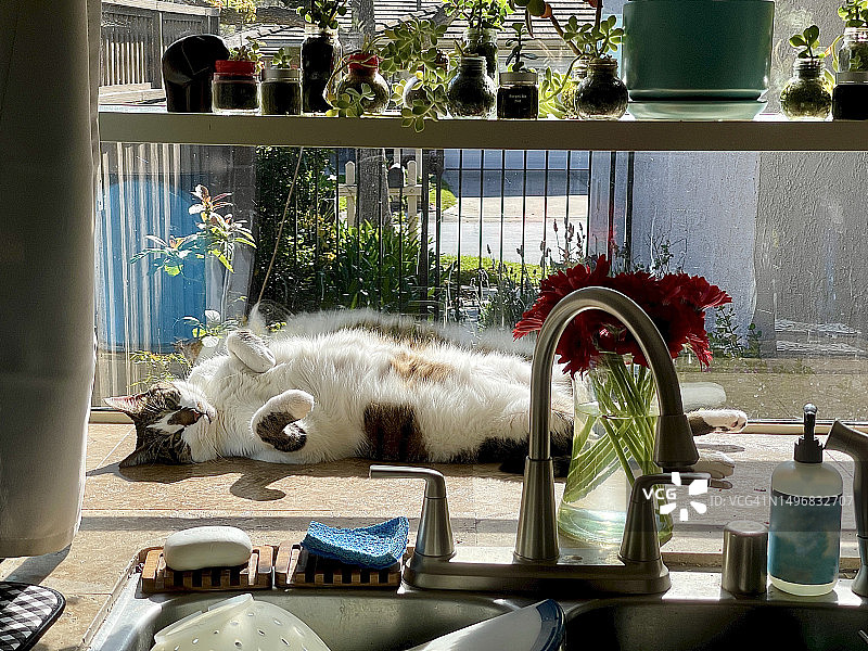 猫咪在有植物的窗台上晒日光浴图片素材