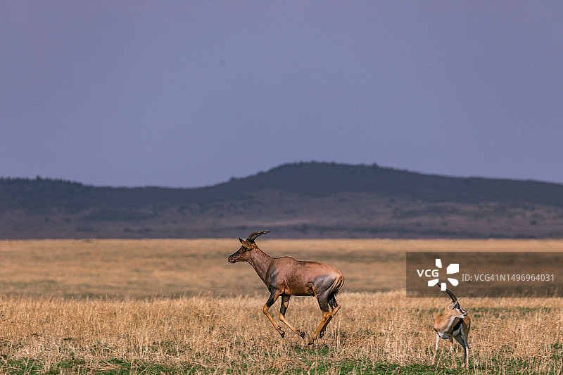 肯尼亚，晴朗的天空下，鹿在田野上行走的侧视图图片素材