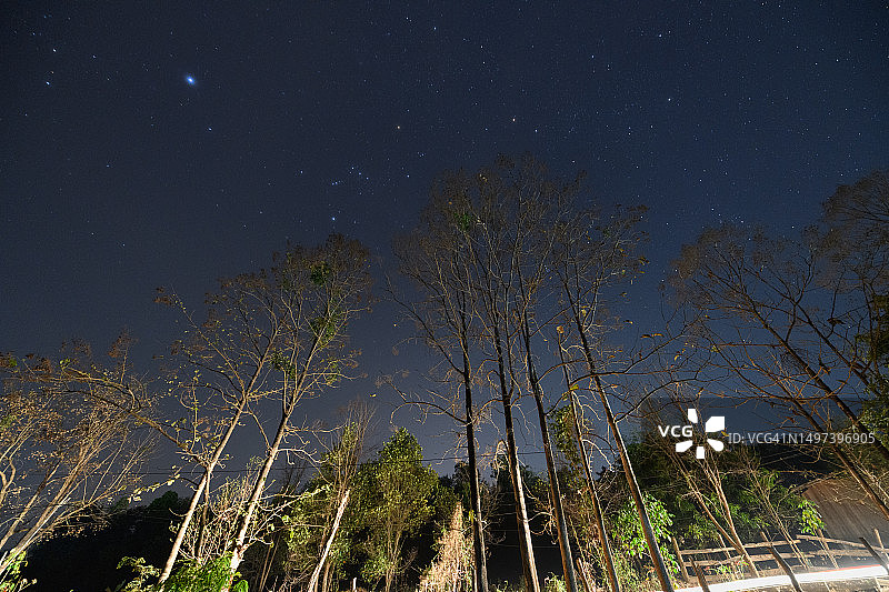 柚木林冠从下面与星空在夜空图片素材