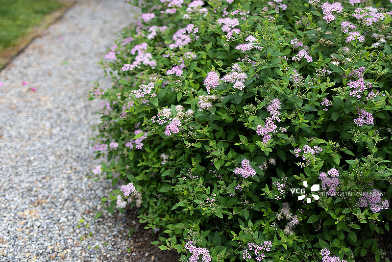 白色和粉红色的日本绣线菊花在花园里图片素材