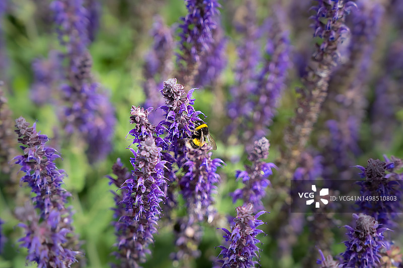 蜜蜂在薰衣草上的特写，大伦敦，英国图片素材
